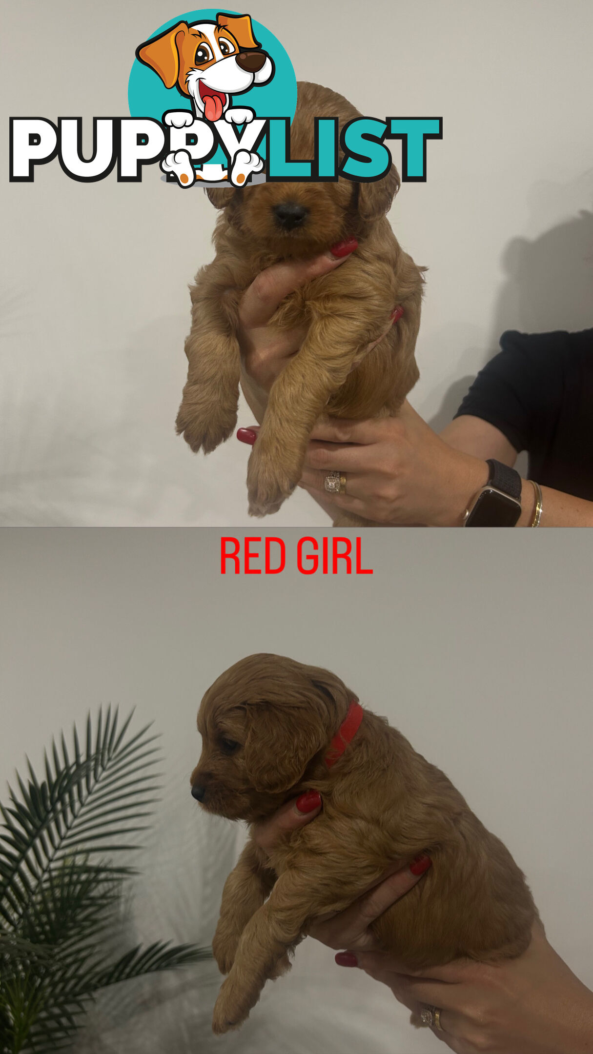 X4 Gorgeous Cavoodle Puppies