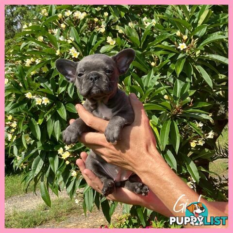 French Bulldog Puppies