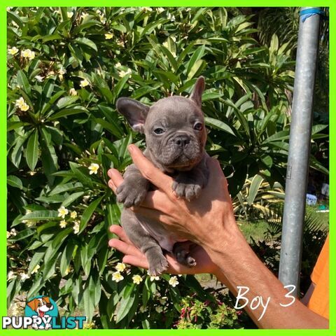 French Bulldog Puppies