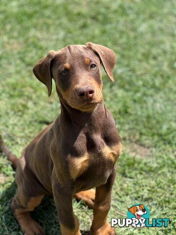 Purebred Doberman Puppies