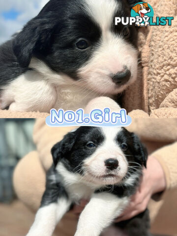 「PureBred」Adorable Border Collie Puppies Looking for Loving Families