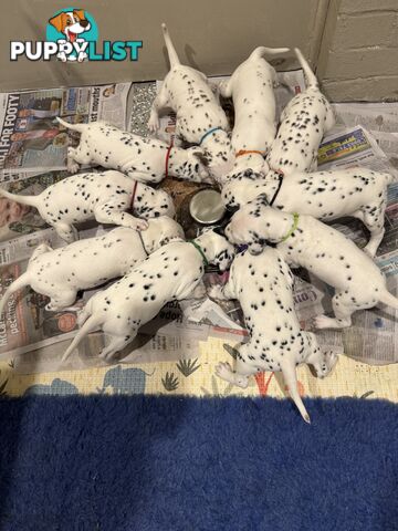 Purebred Dalmatian Puppies - Melbourne