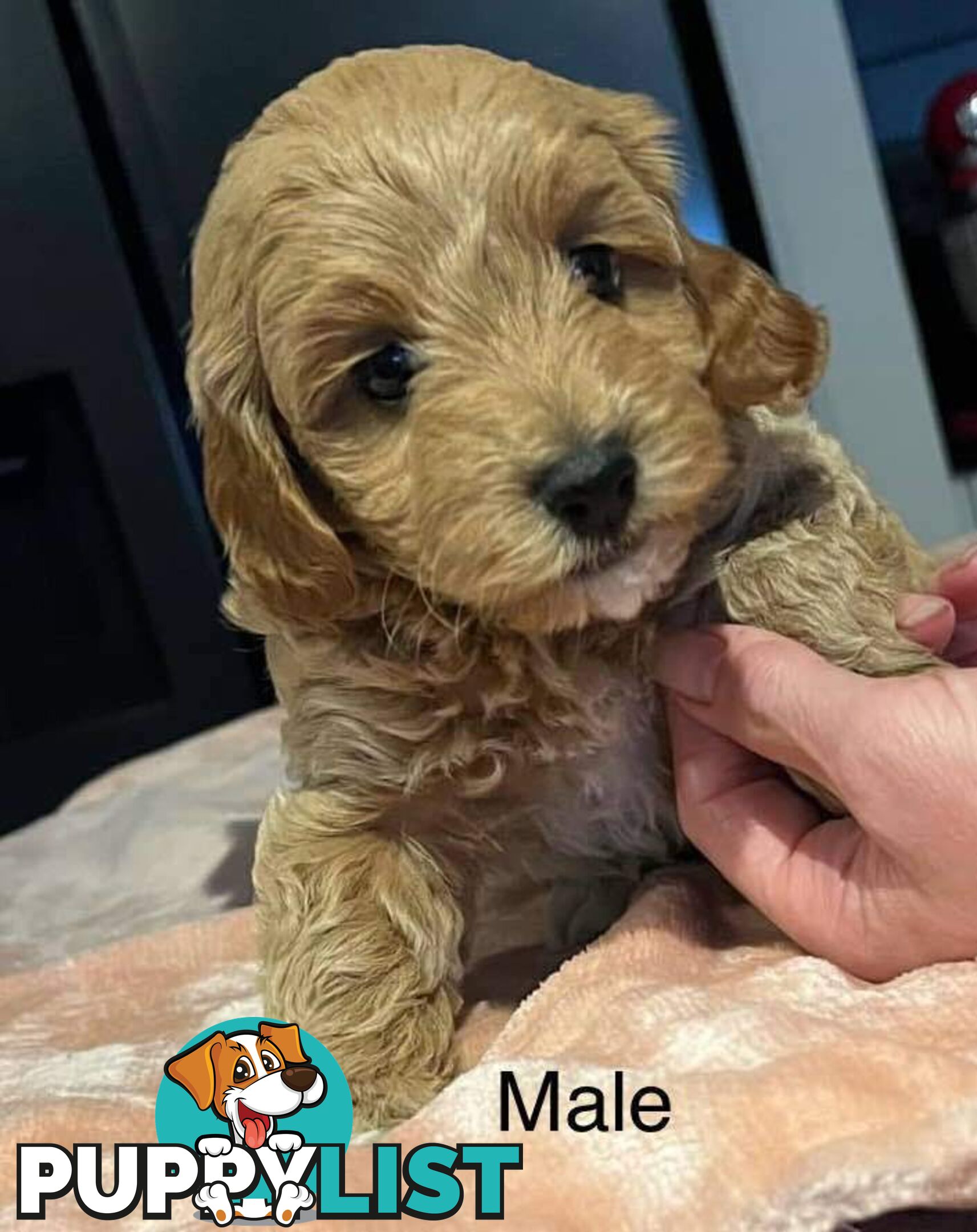 2nd gen red cavoodles