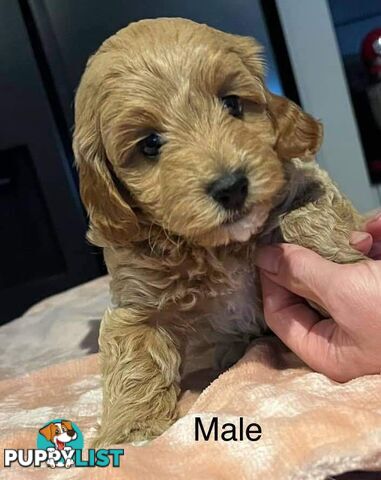 2nd gen red cavoodles