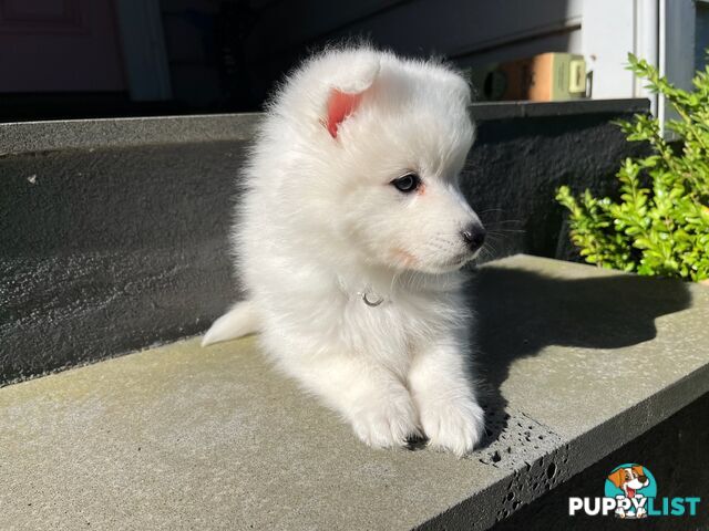 Japanese Spitz Puppie Available now