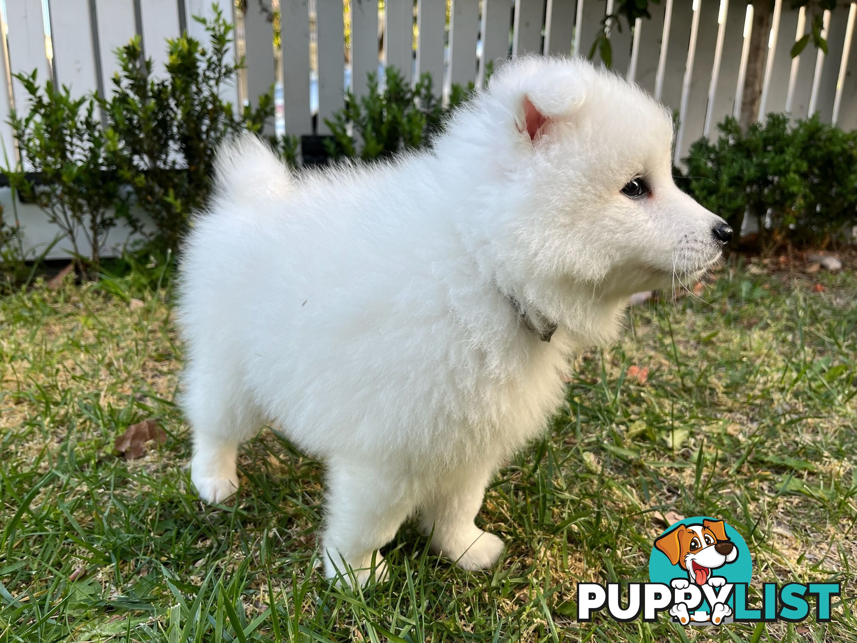 Japanese Spitz Puppie Available now