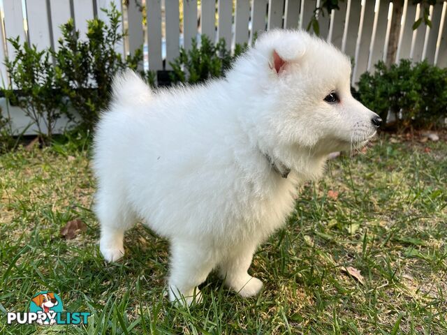 Japanese Spitz Puppie Available now