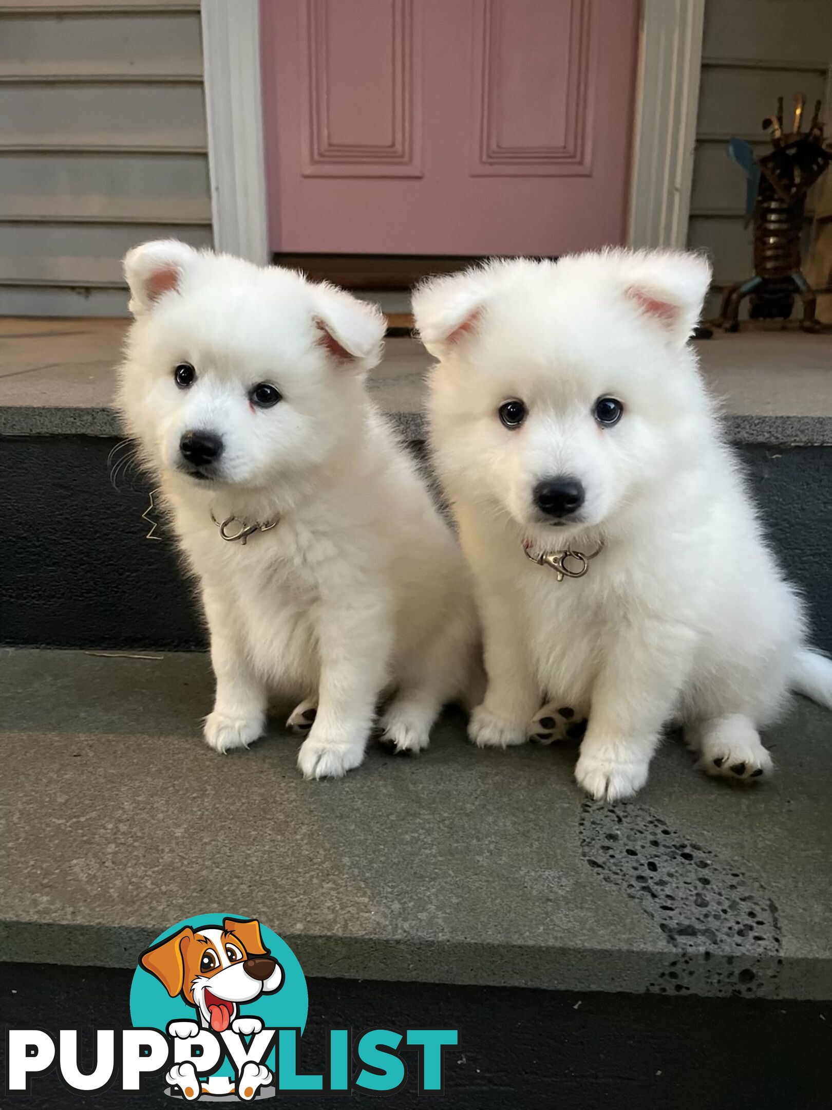 Japanese Spitz Puppie Available now