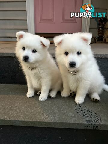 Japanese Spitz Puppie Available now