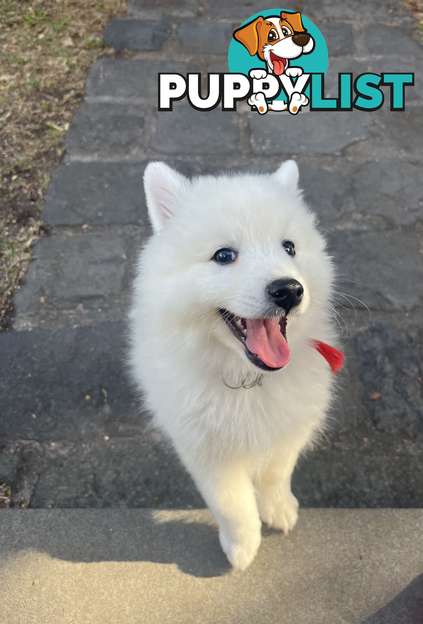 Japanese Spitz Puppie Available now