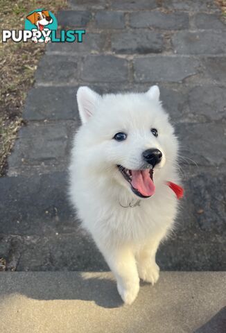 Japanese Spitz Puppie Available now