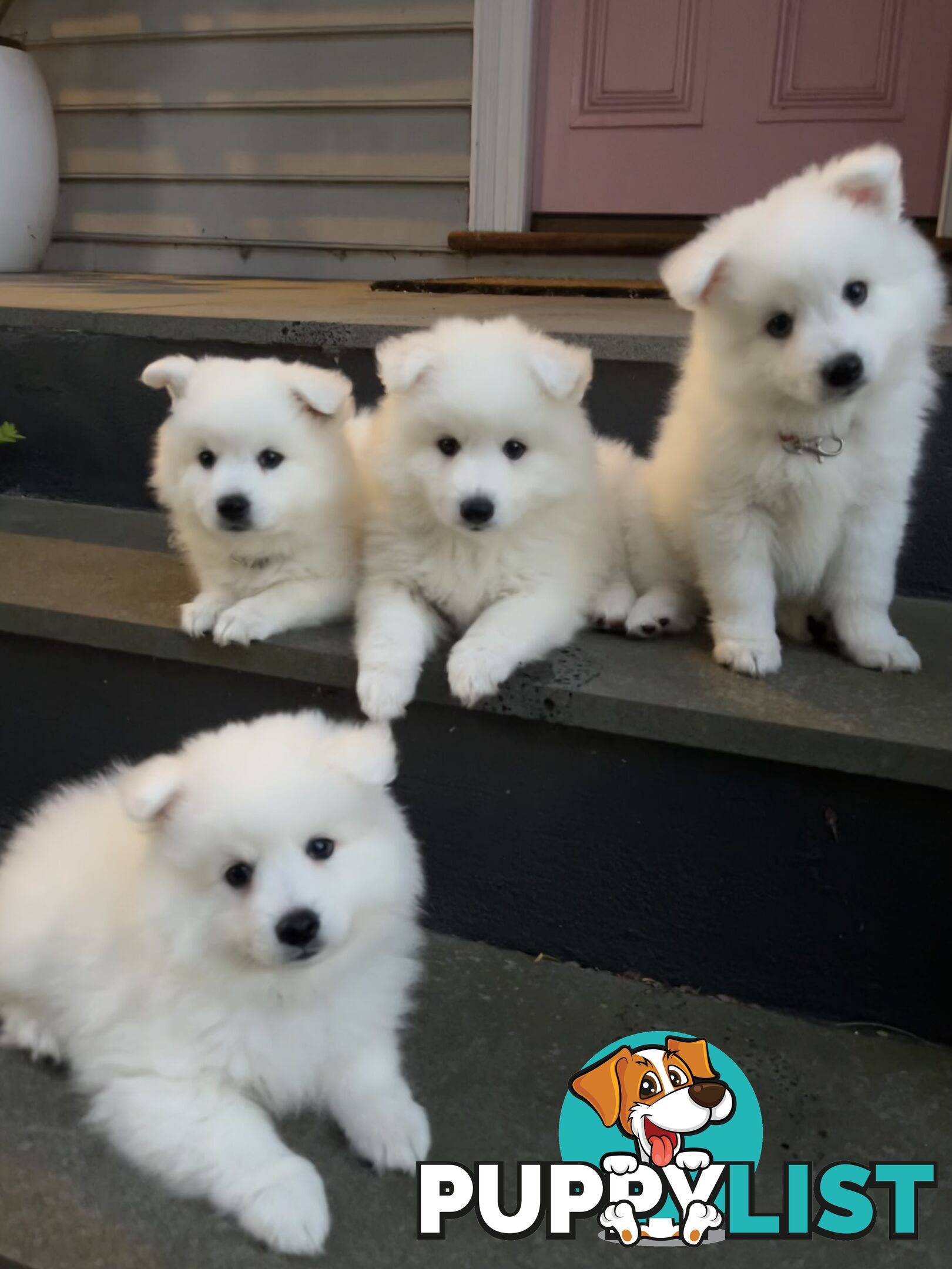 Japanese Spitz Puppie Available now