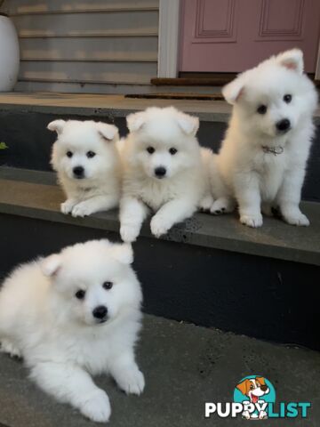 Japanese Spitz Puppies - Only 2 left