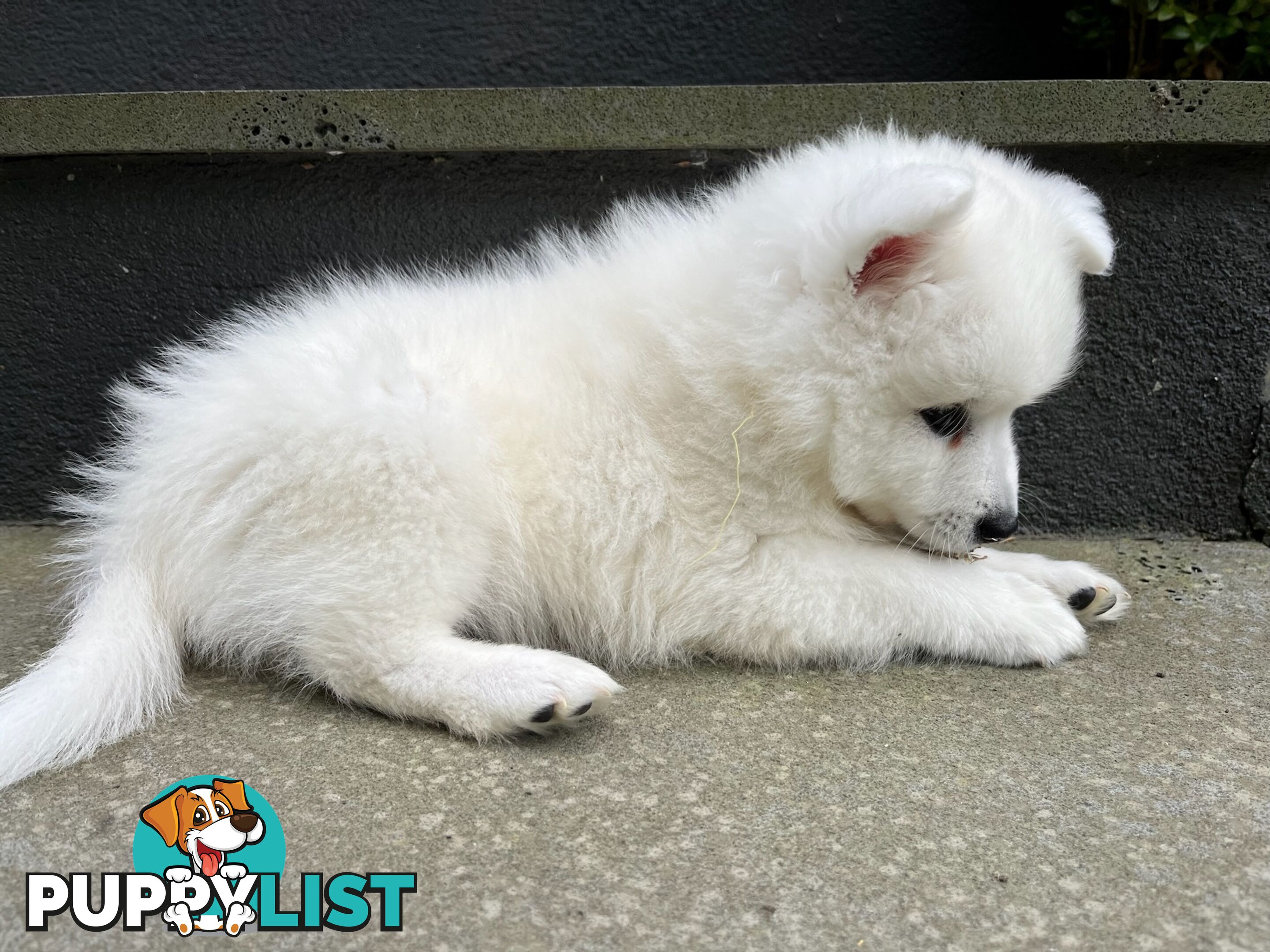 Japanese Spitz Puppie Available now