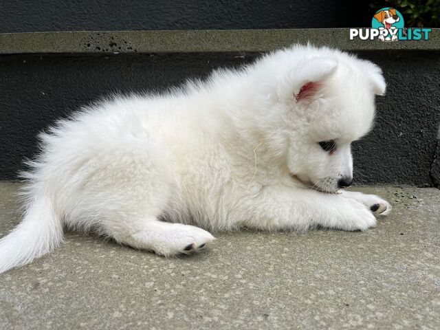 Japanese Spitz Puppie Available now