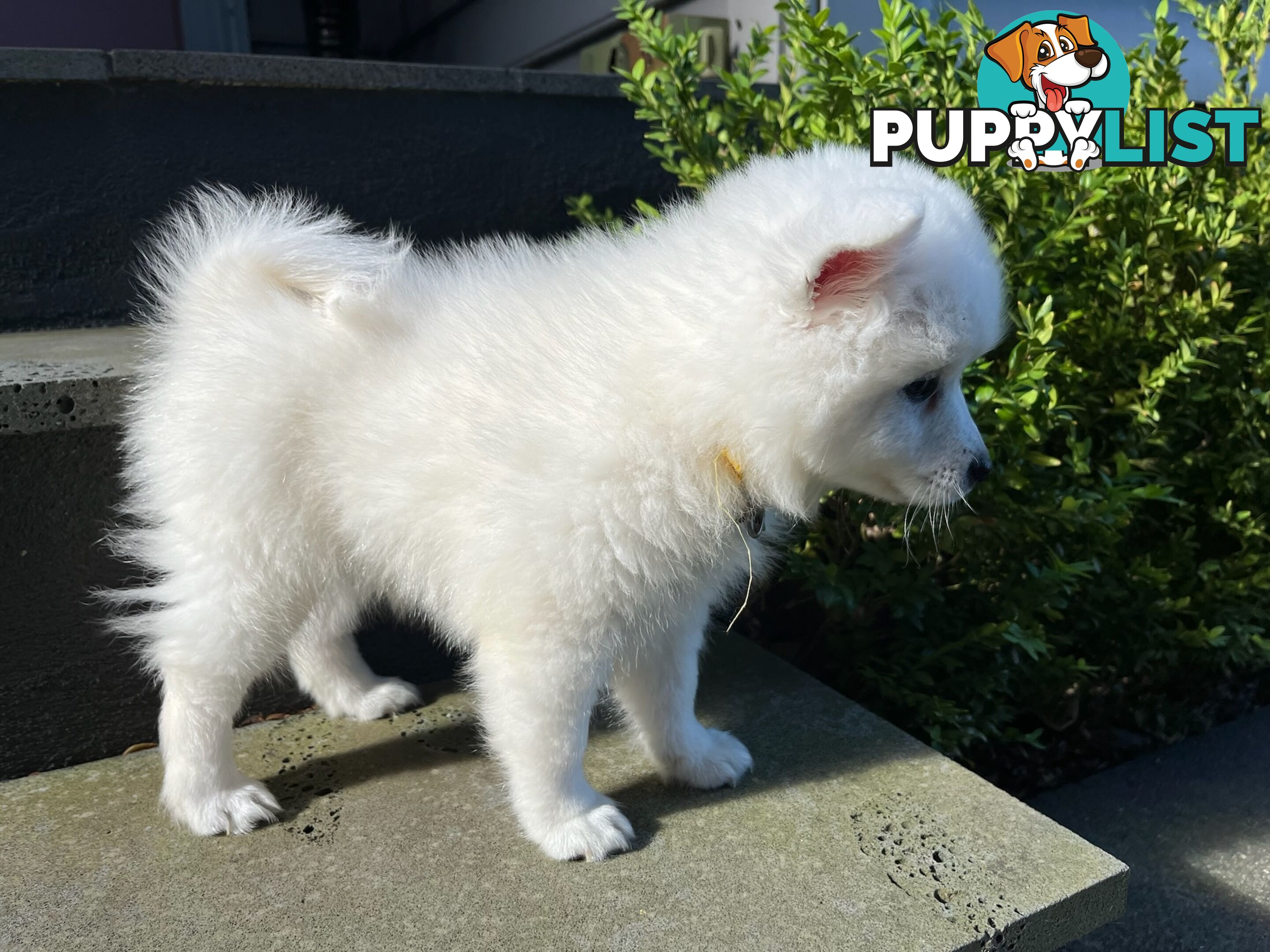 Japanese Spitz Puppie Available now