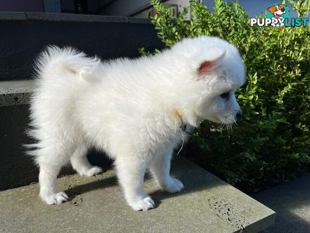 Japanese Spitz Puppie Available now