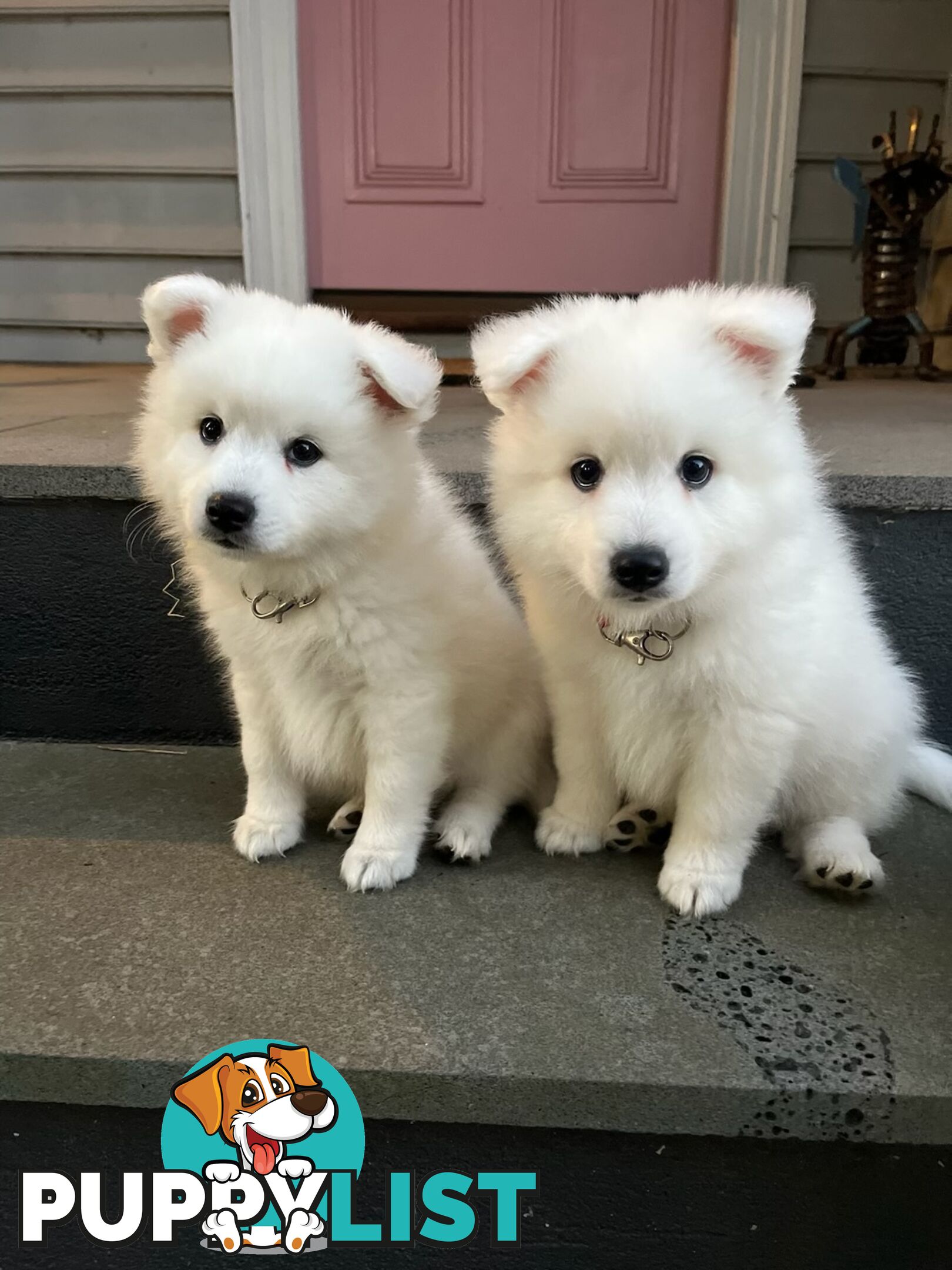 Japanese Spitz Puppie Available now