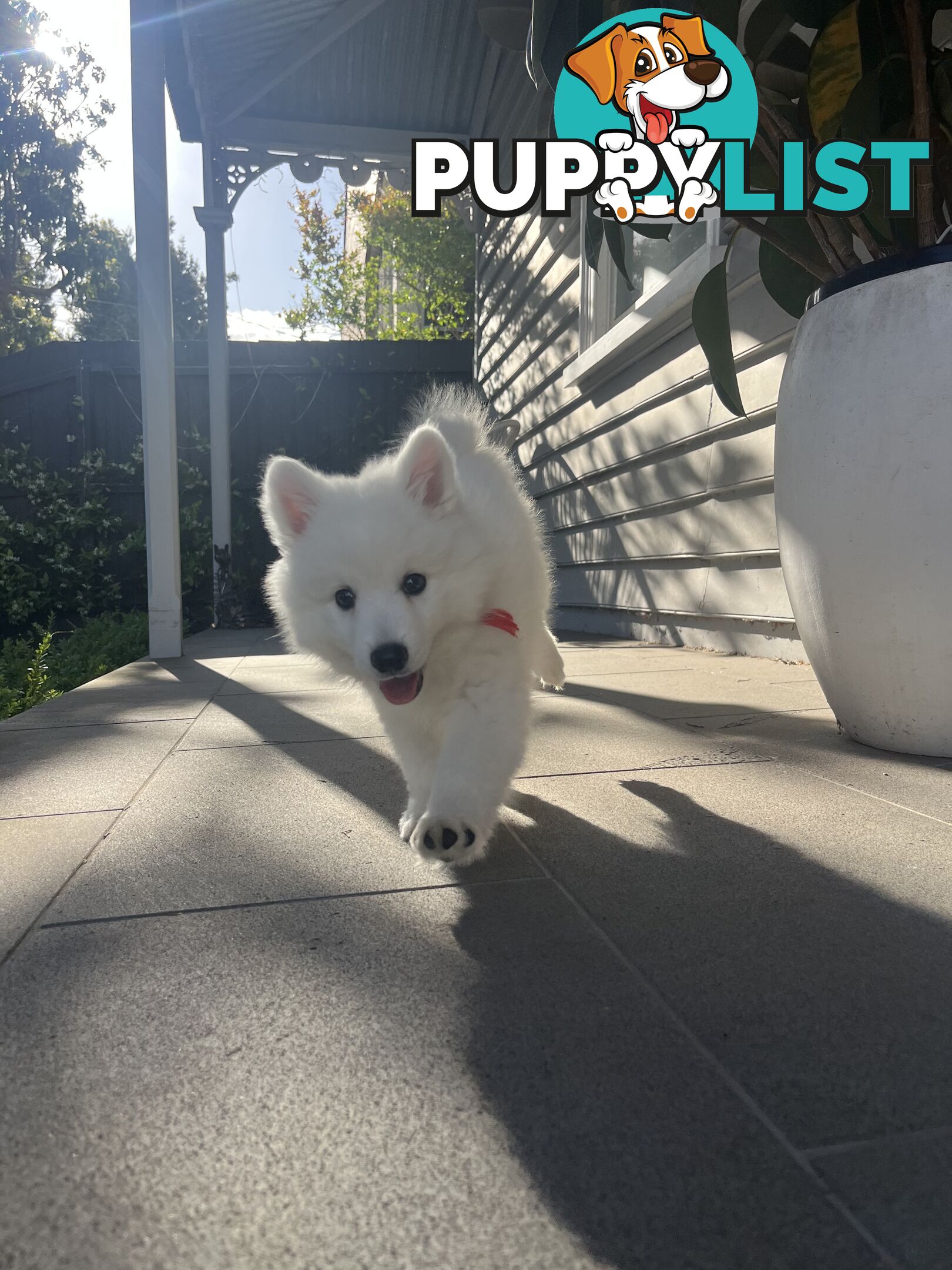 Japanese Spitz Puppie Available now