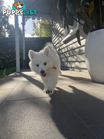 Japanese Spitz Puppie Available now