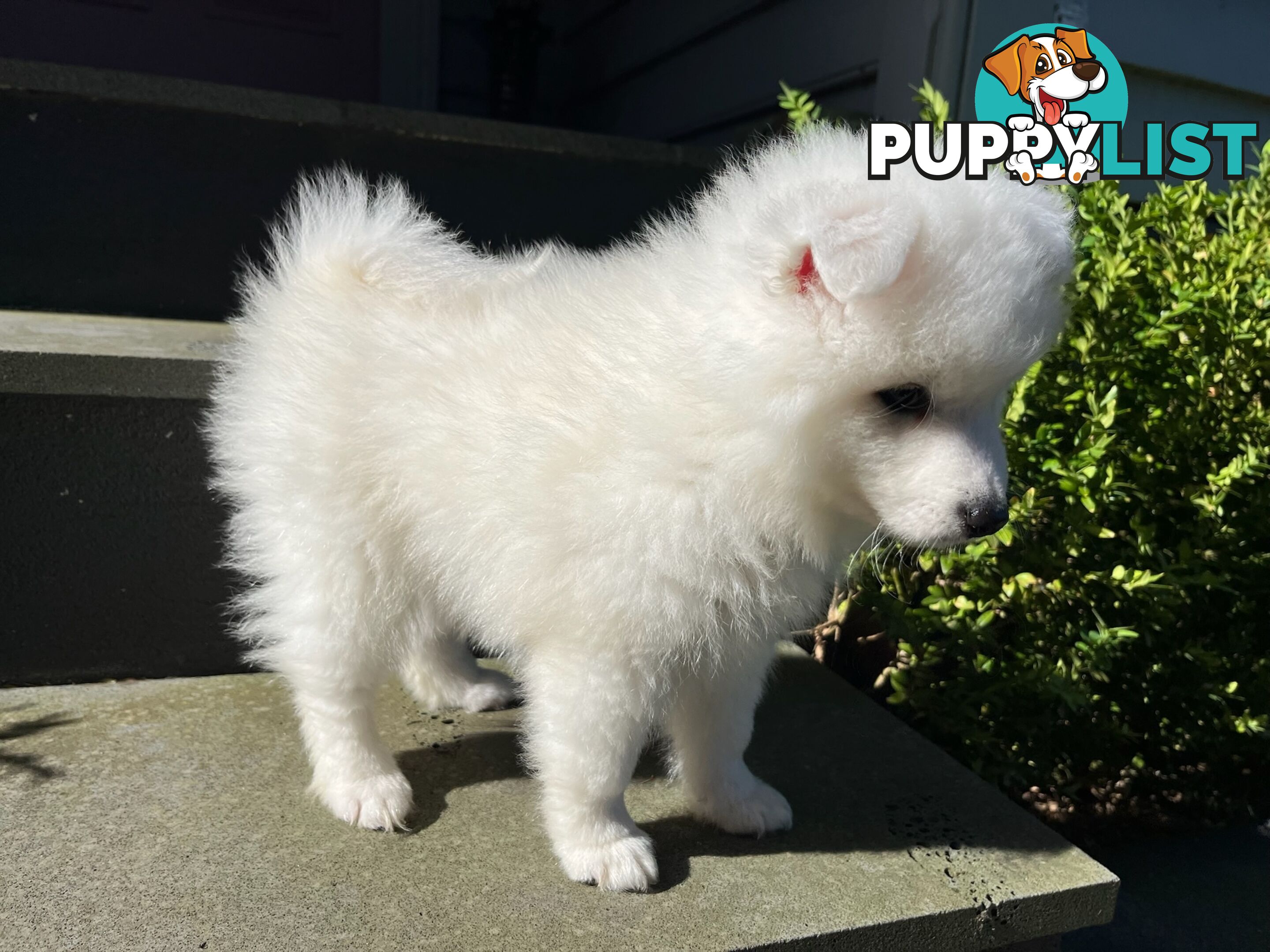 Japanese Spitz Puppie Available now