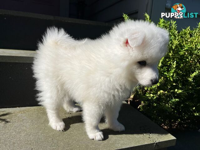 Japanese Spitz Puppie Available now