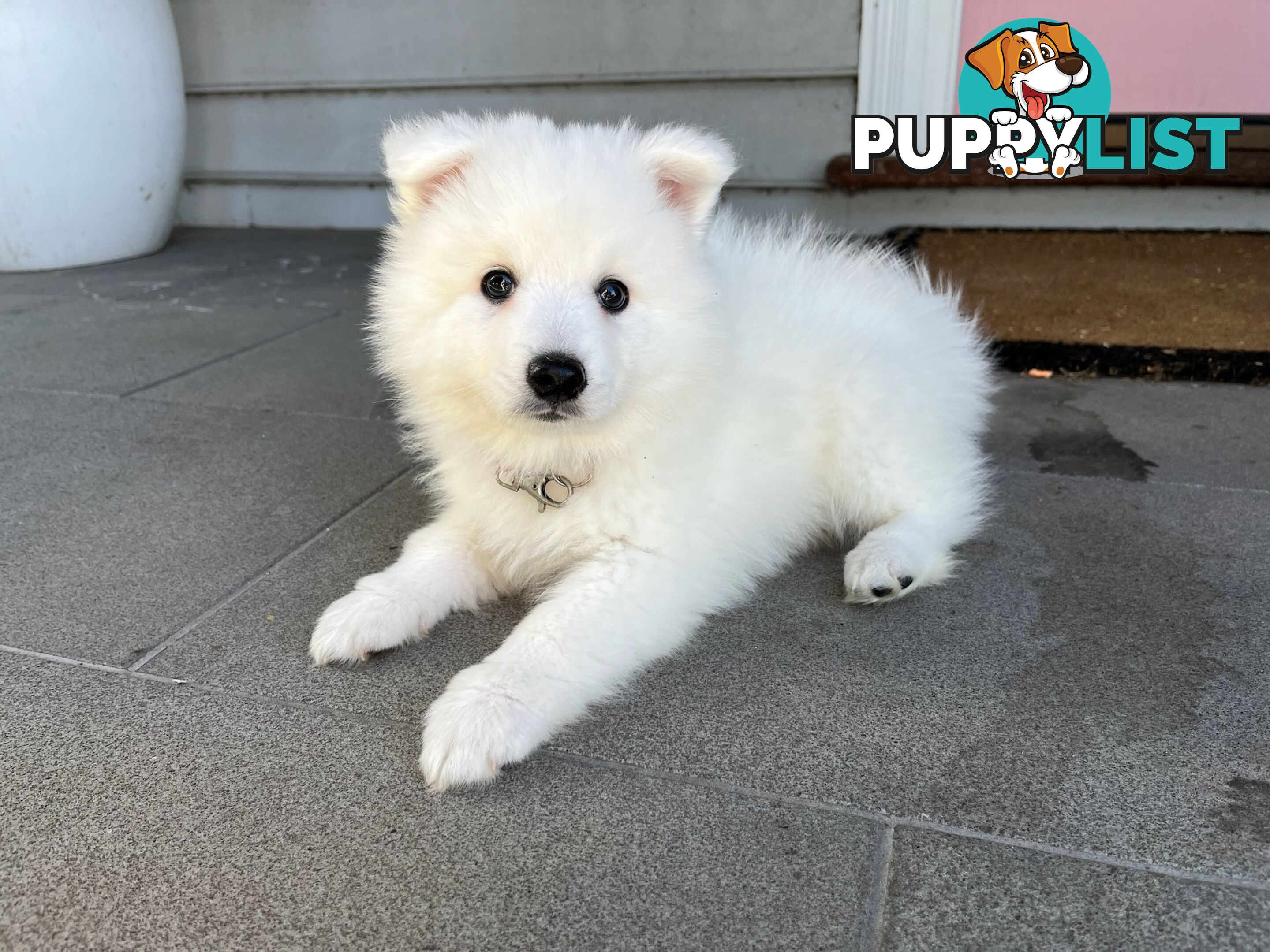 Japanese Spitz Puppie Available now