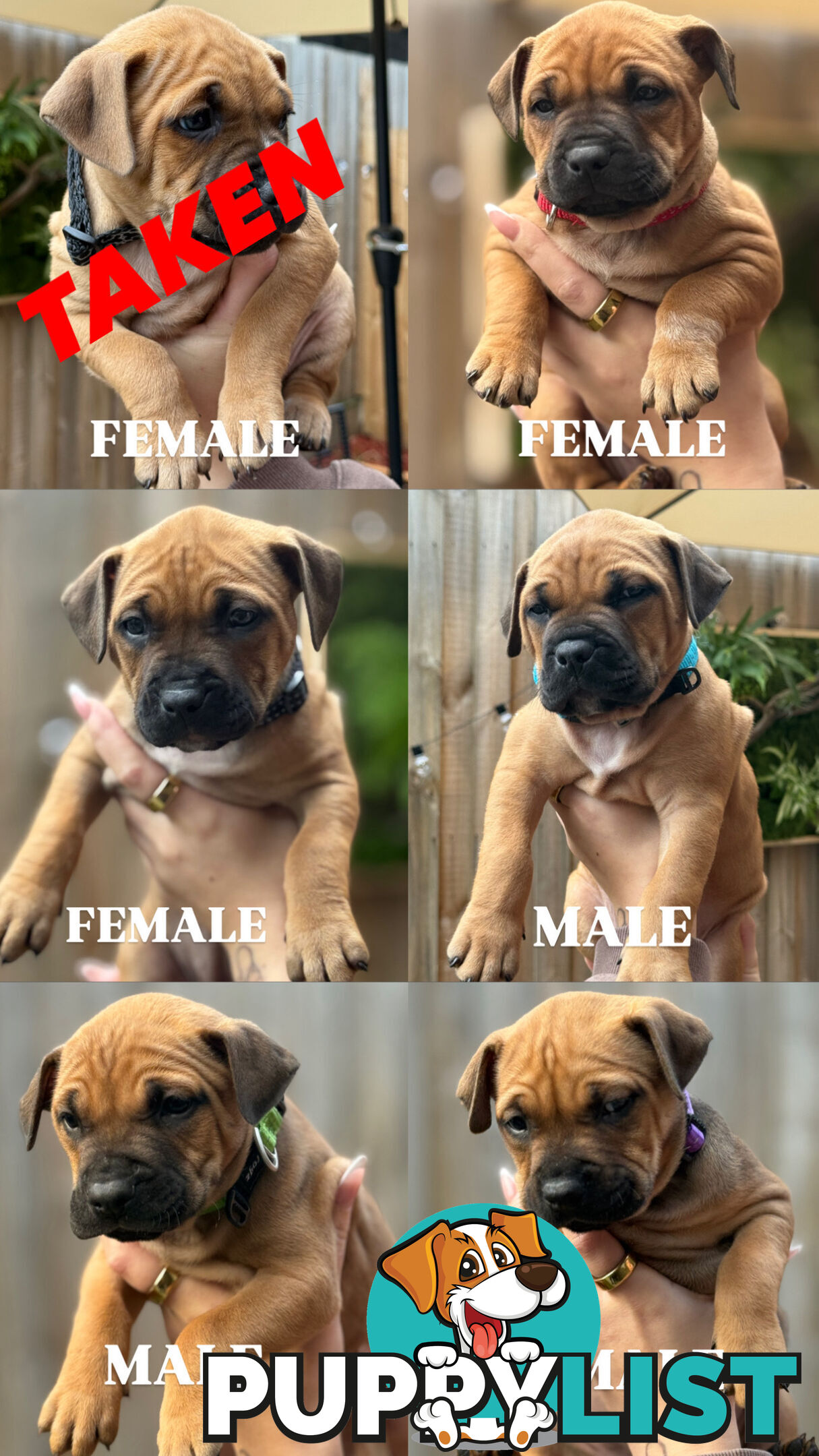 Staffordshire Bull Terrier