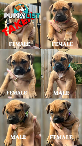 Staffordshire Bull Terrier