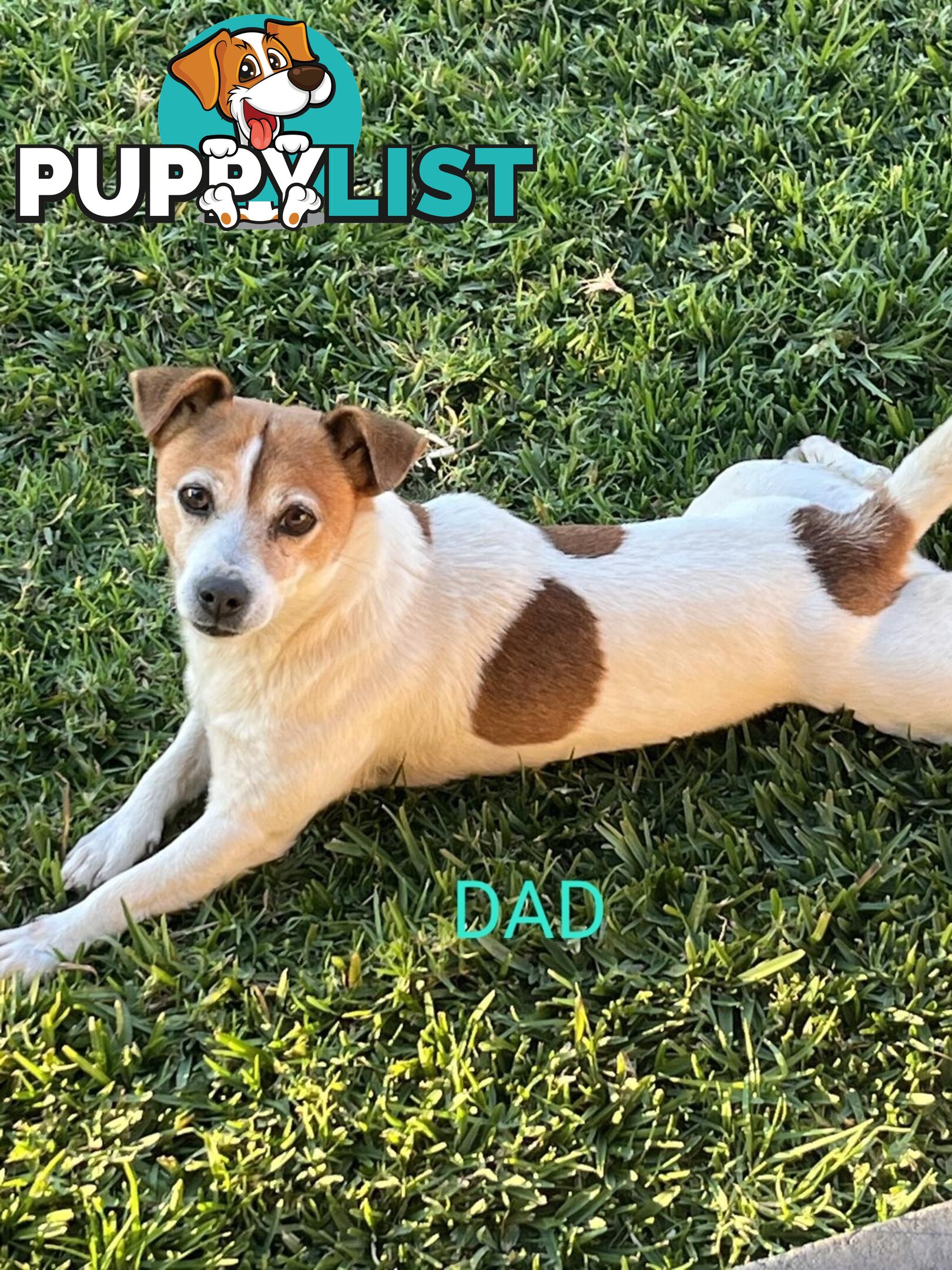 Jack Russell x Foxy Pups