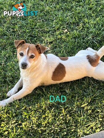 Jack Russell x Foxy Pups
