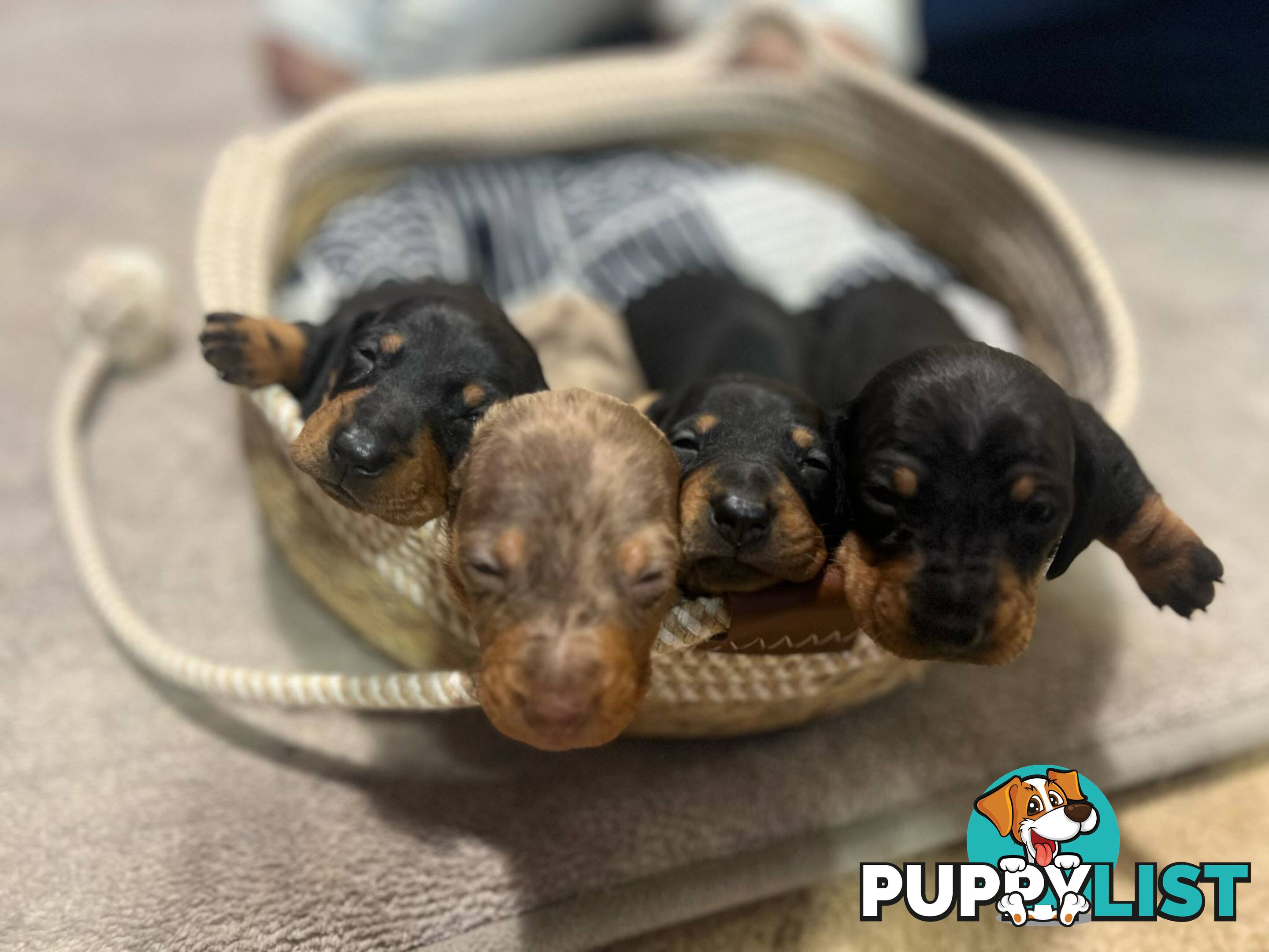 Purebread Miniture Dachshund Puppies!!