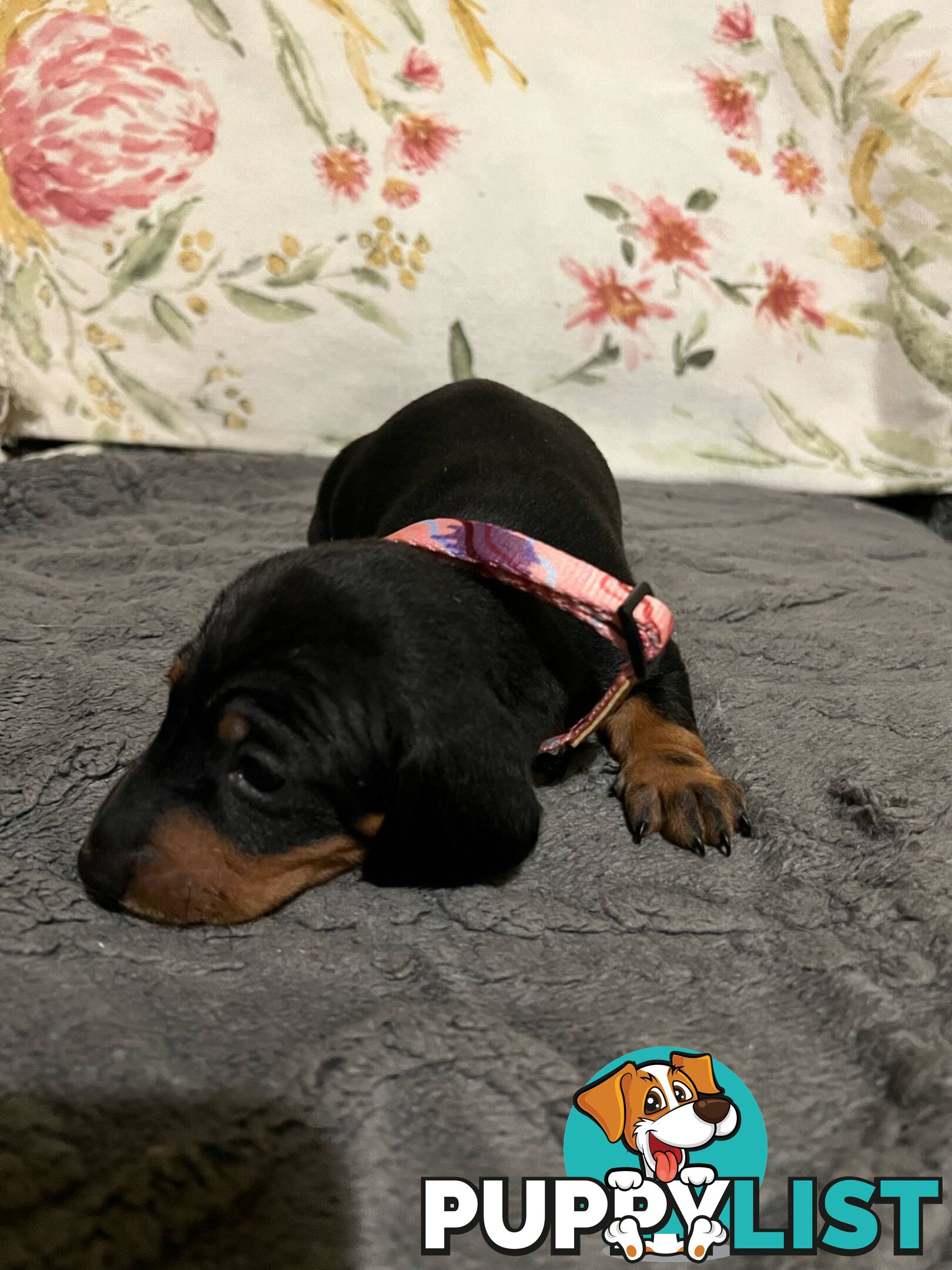 Purebread Miniture Dachshund Puppies!!