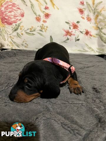 Purebread Miniture Dachshund Puppies!!