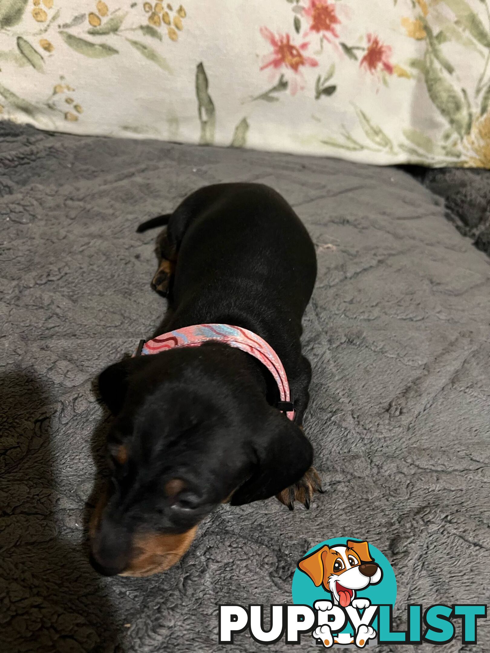 Purebread Miniture Dachshund Puppies!!