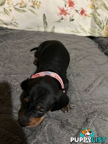 Purebread Miniture Dachshund Puppies!!
