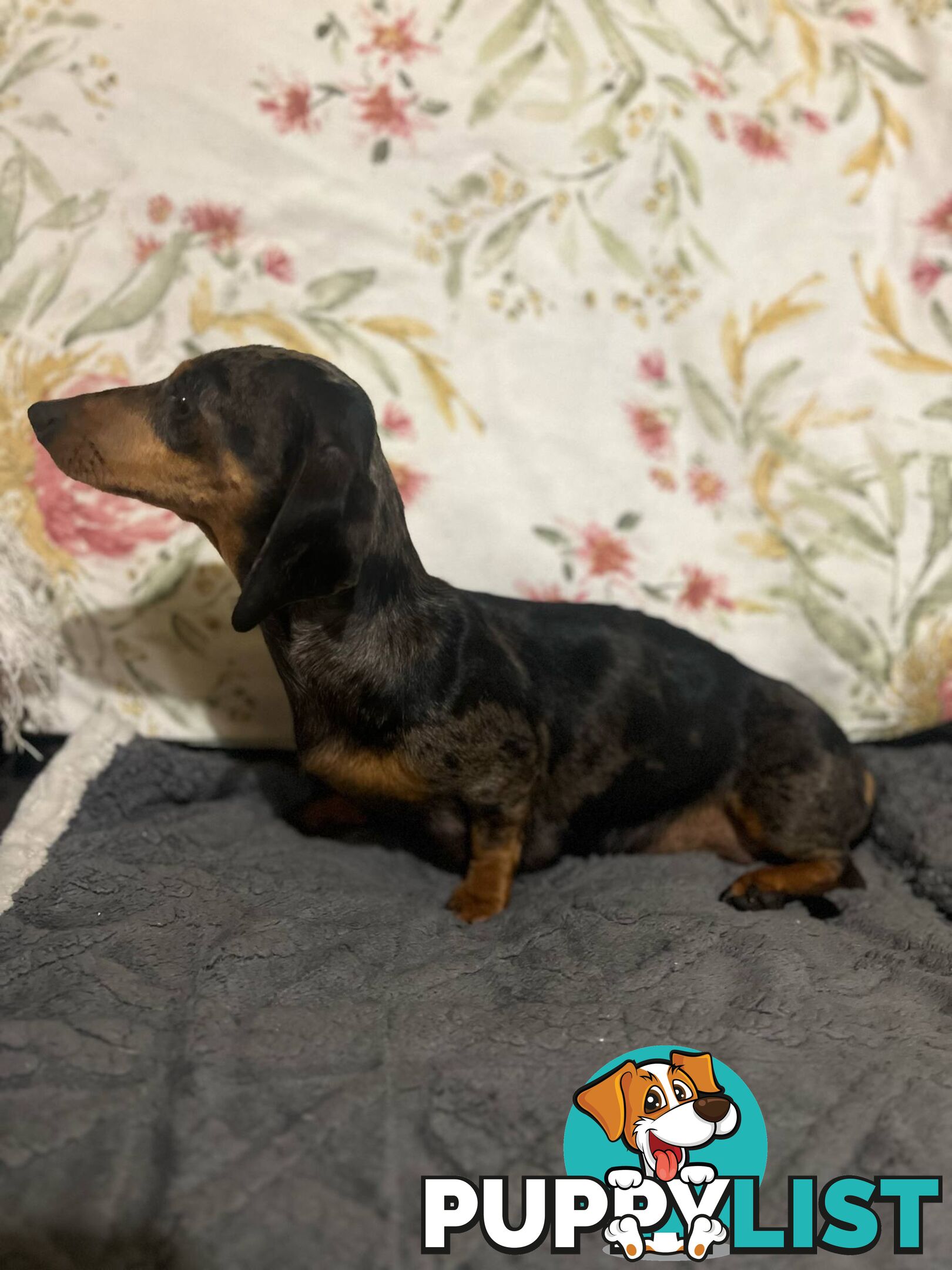 Purebread Miniture Dachshund Puppies!!