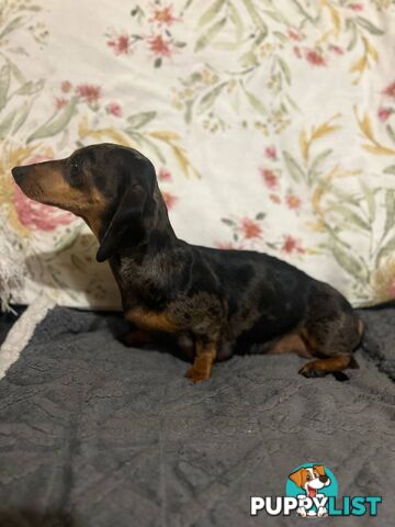 Purebread Miniture Dachshund Puppies!!