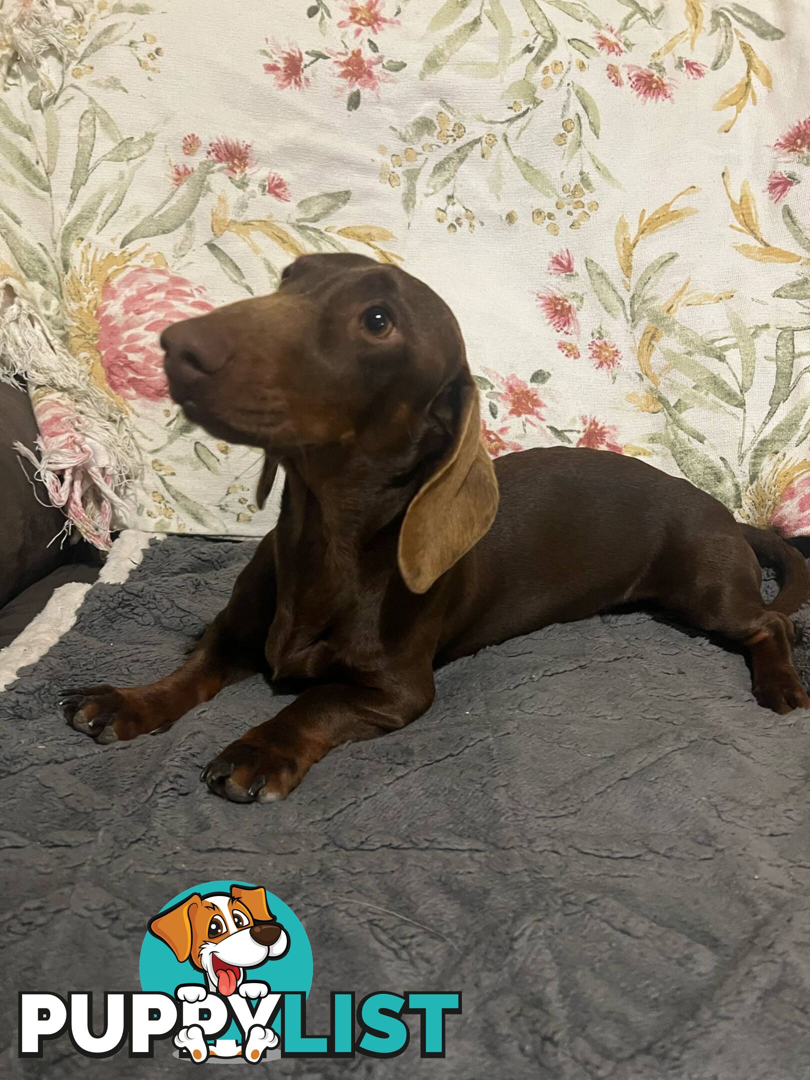 Purebread Miniture Dachshund Puppies!!