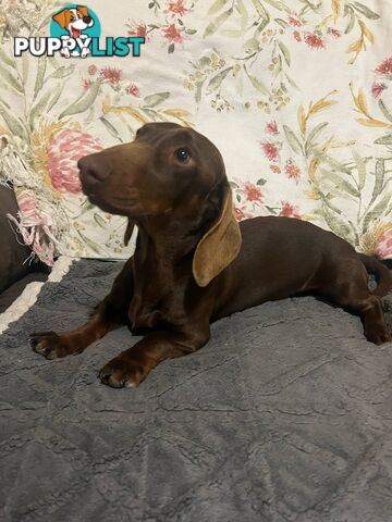 Purebread Miniture Dachshund Puppies!!