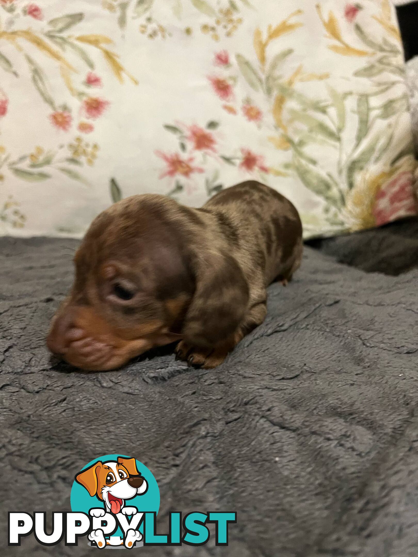 Purebread Miniture Dachshund Puppies!!