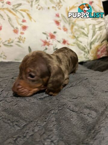 Purebread Miniture Dachshund Puppies!!