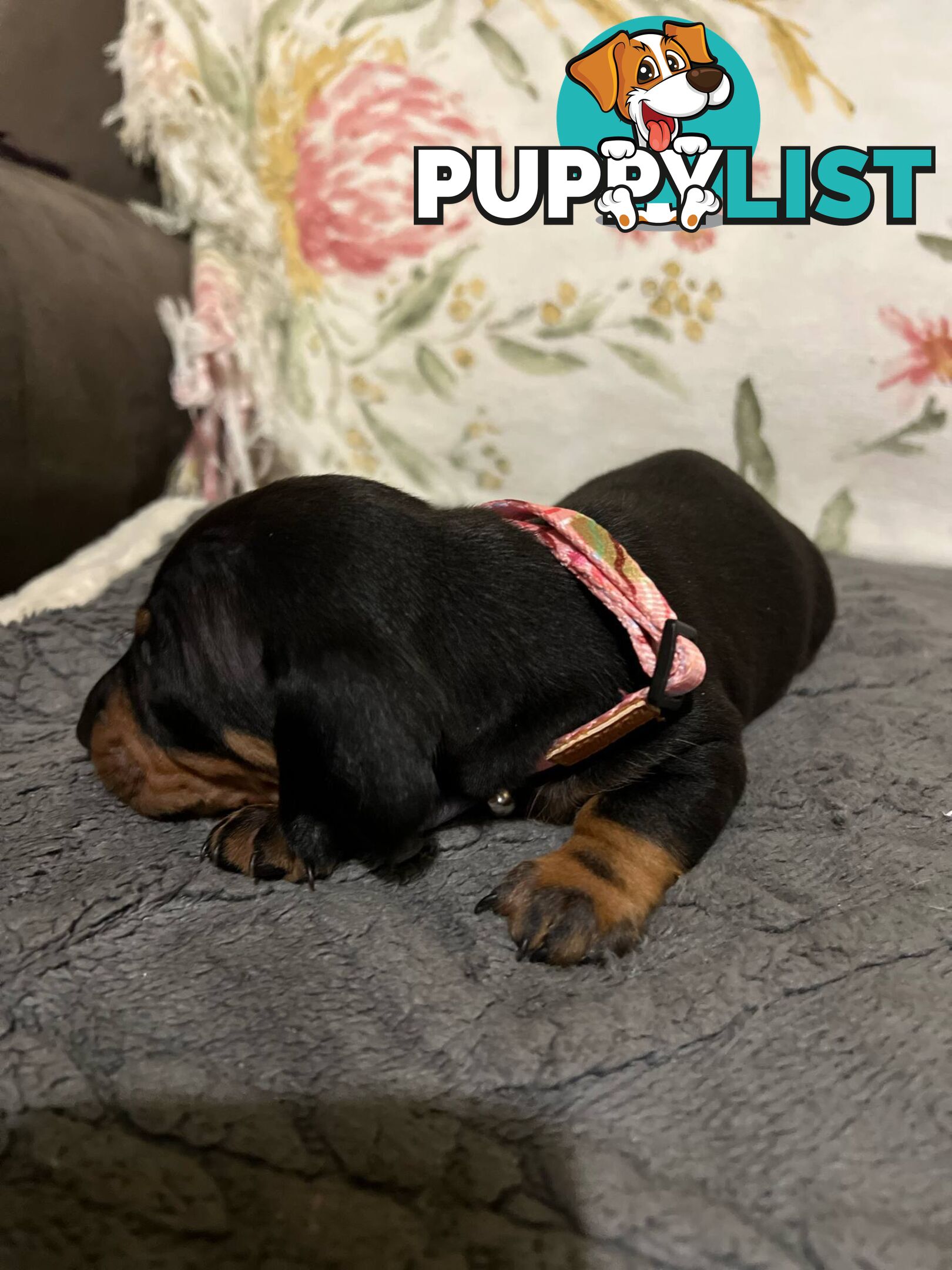Purebread Miniture Dachshund Puppies!!