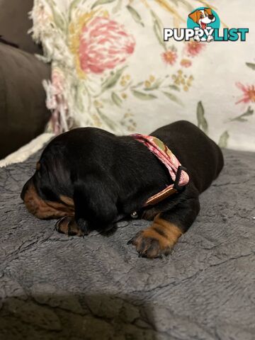 Purebread Miniture Dachshund Puppies!!