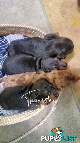 Purebread Miniture Dachshund Puppies!!