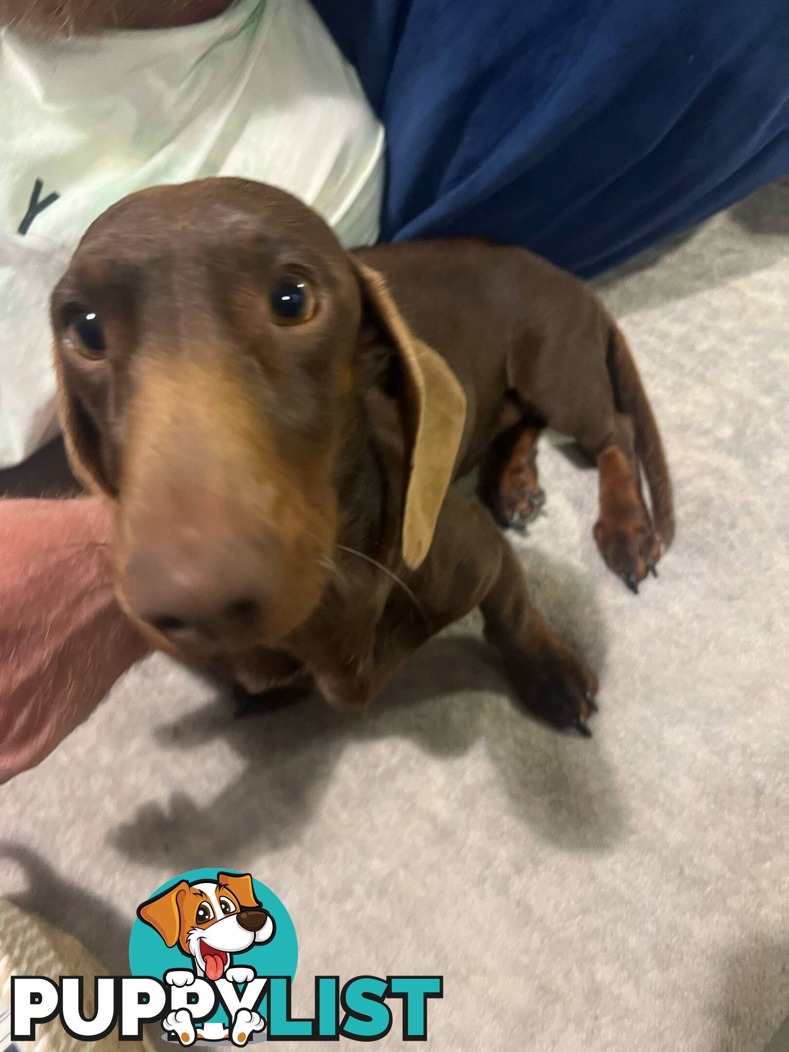 Purebread Miniture Dachshund Puppies!!