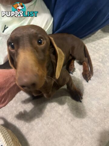 Purebread Miniture Dachshund Puppies!!