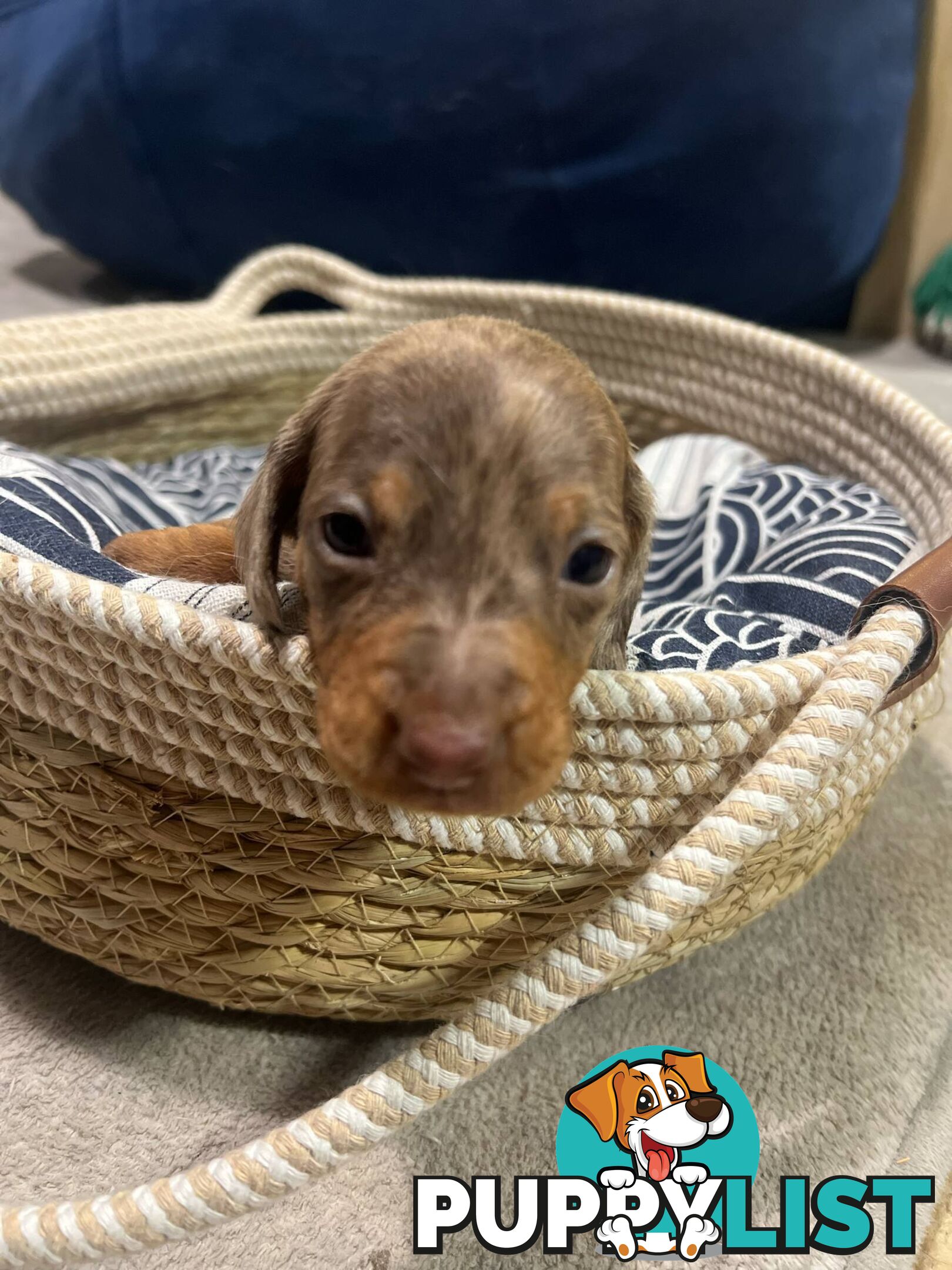 Purebread Miniture Dachshund Puppies!!