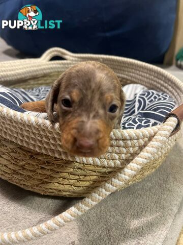 Purebread Miniture Dachshund Puppies!!