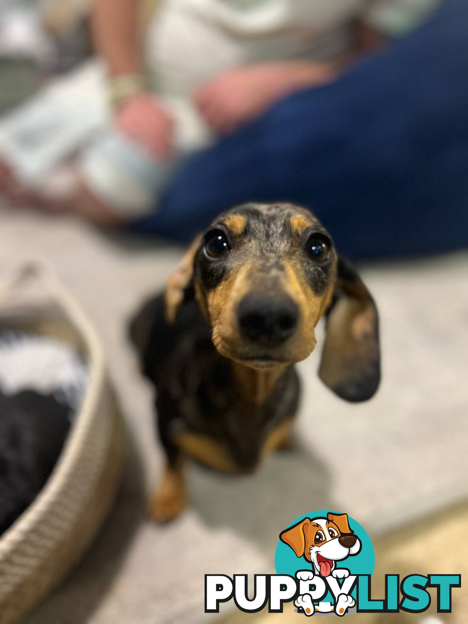 Purebread Miniture Dachshund Puppies!!